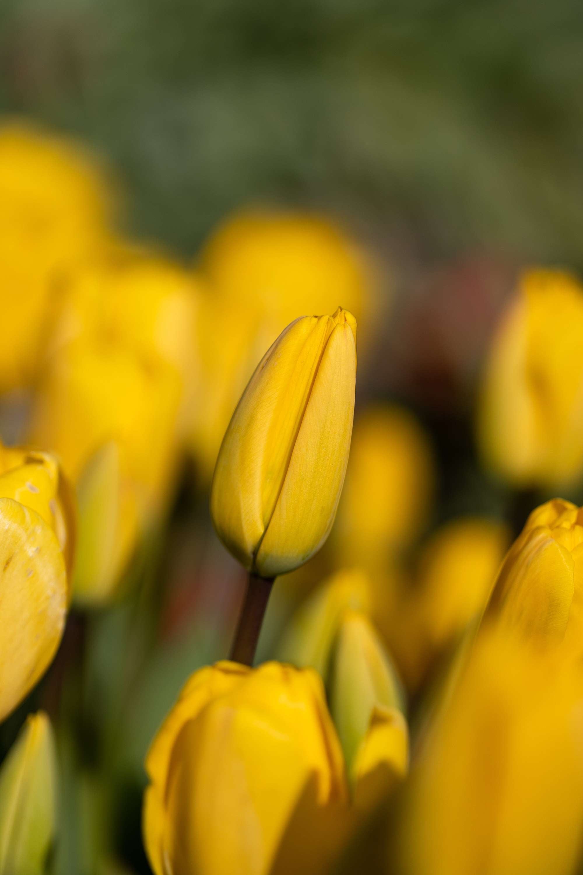 Tulpe 'Golden Apeldoorn'
